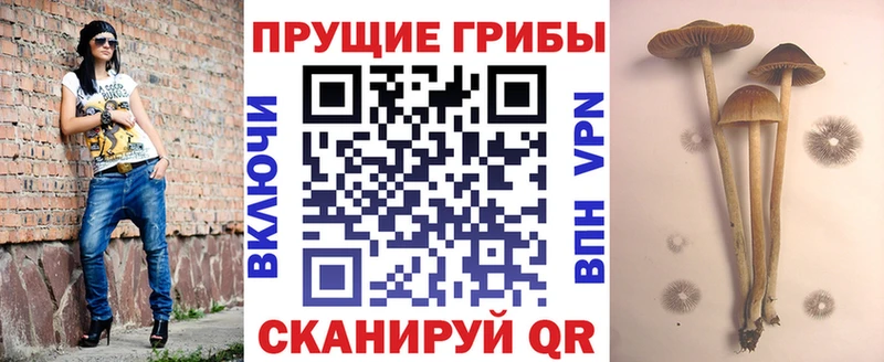 Псилоцибиновые грибы мицелий дарнет шоп Дегтярск